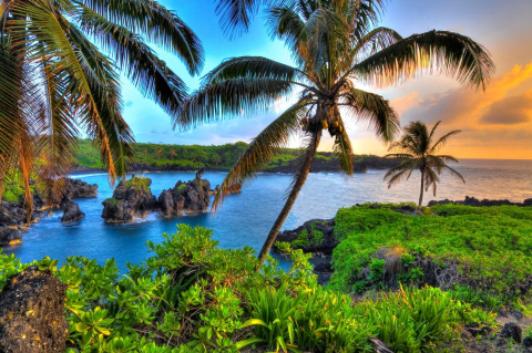 Picture of a sunset looking through palm trees