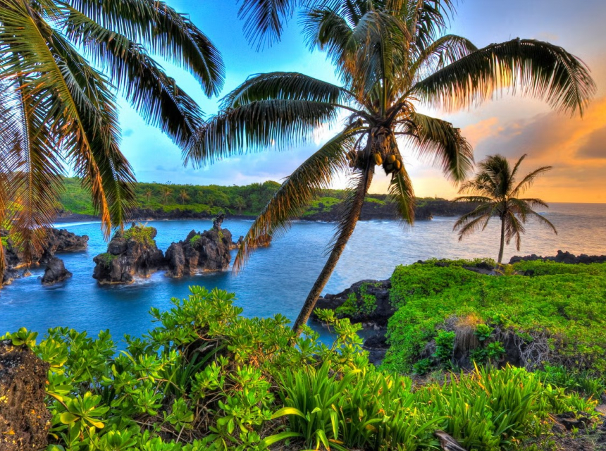 Picture of a sunset looking through palm trees